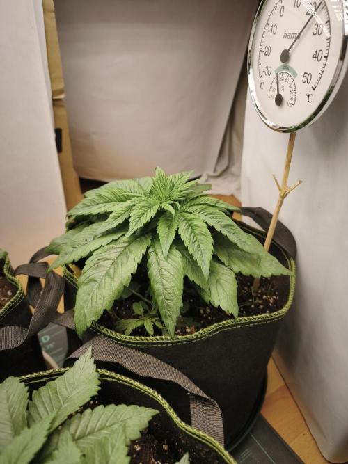 2026 1. Grow. Week 3
