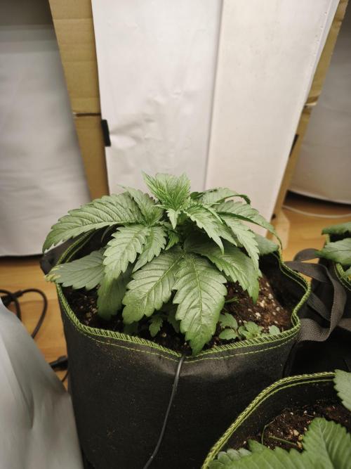 2026 1. Grow. Week 3
