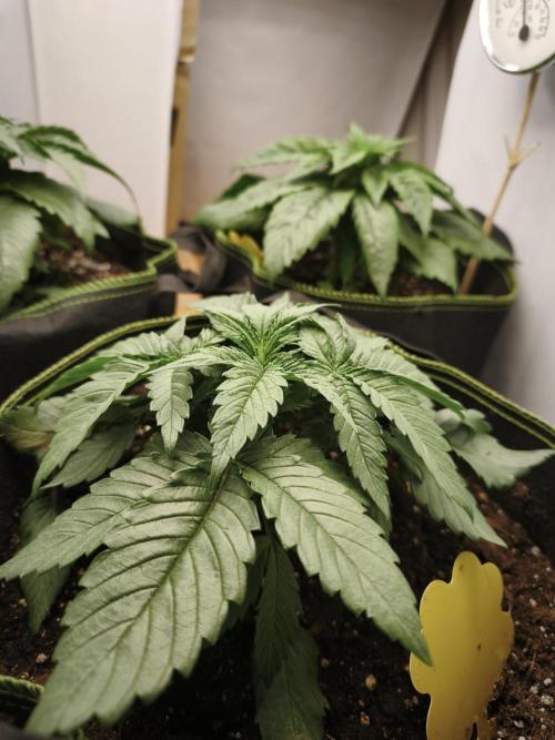 2026 1. Grow. Week 3