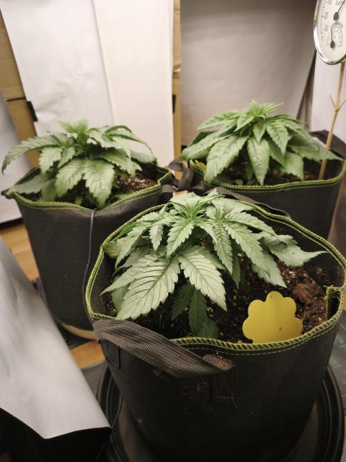 2026 1. Grow. Week 3