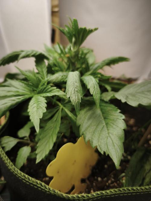 2026 1. Grow. Week 4