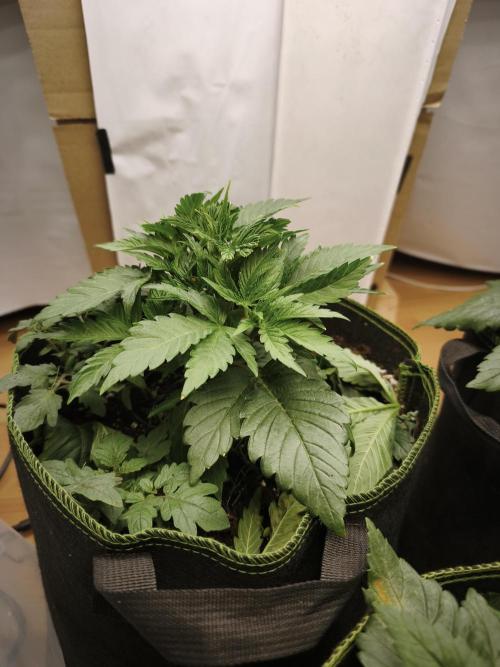 2026 1. Grow. Week 4