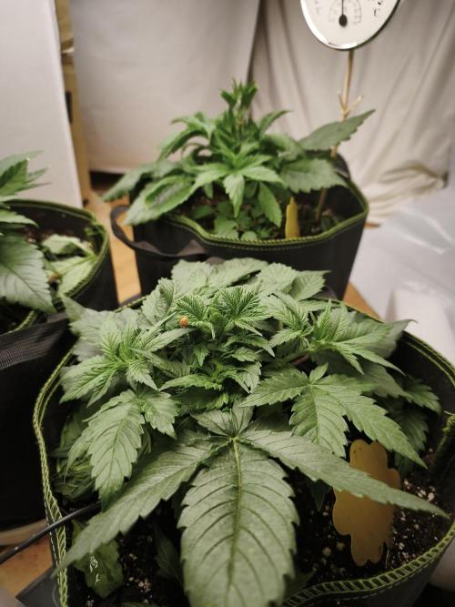 2026 1. Grow. Week 4