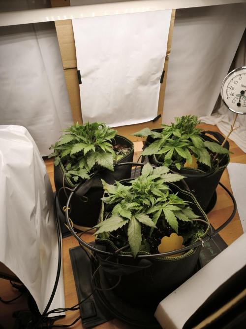 2026 1. Grow. Week 4