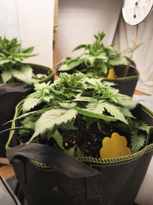 2026 1. Grow. Week 4