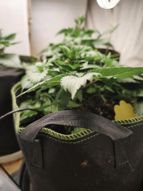2026 1. Grow. Week 4