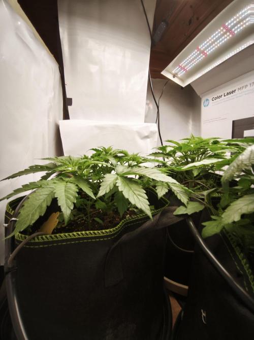 2026 1. Grow. Week 4