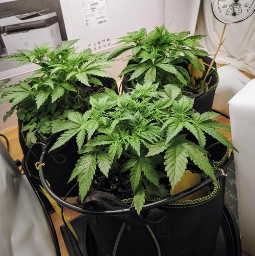 2026 1. Grow. Week 4