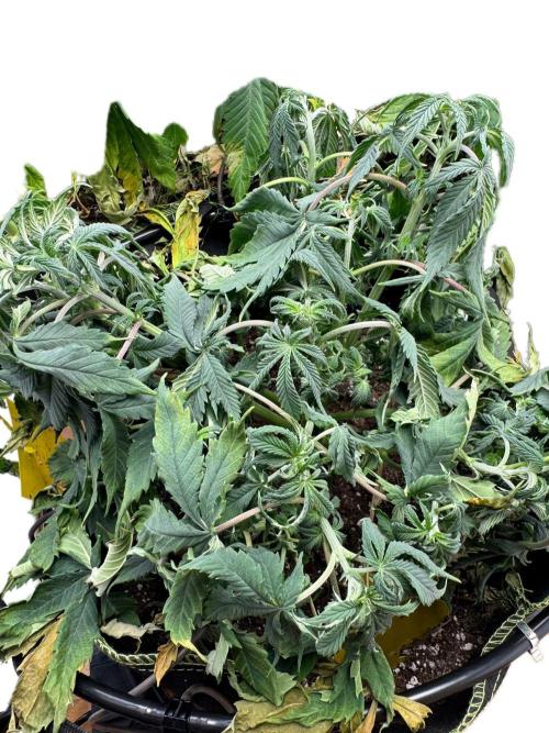 2026 1. Grow. Week 8 - Jamaican Pearl Tag 5 Woche 8