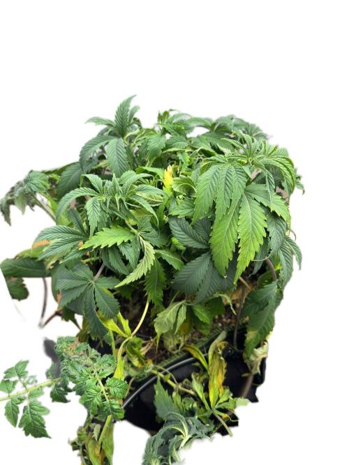 2026 1. Grow. Week 8 - LA Kush Cake Tag 5 Woche 8