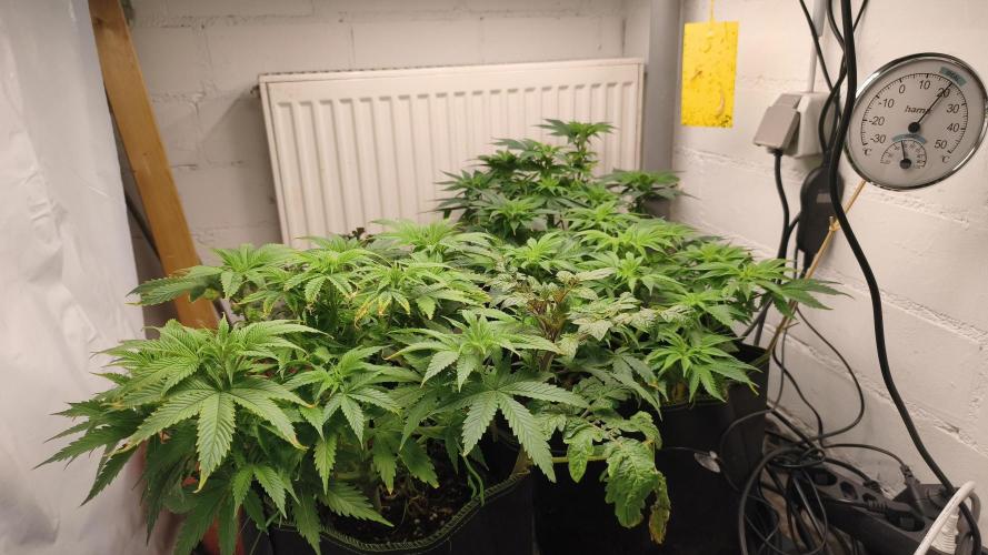 2026 1. Grow. Week 10
