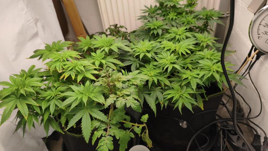 2026 1. Grow. Week 10