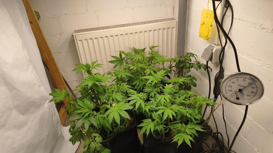 2026 1. Grow. Week 11