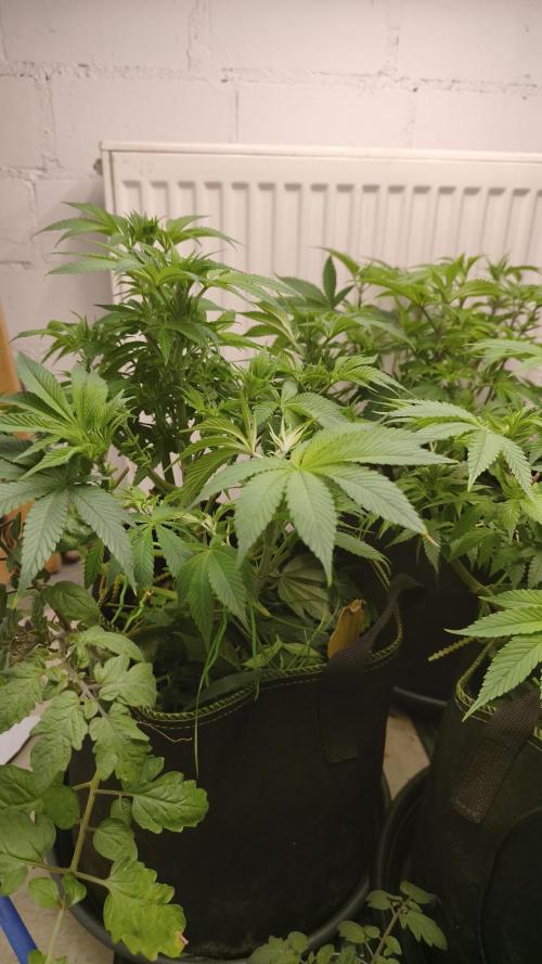 2026 1. Grow. Week 11