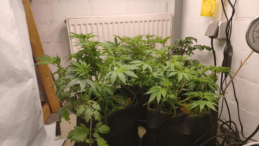 2026 1. Grow. Week 11