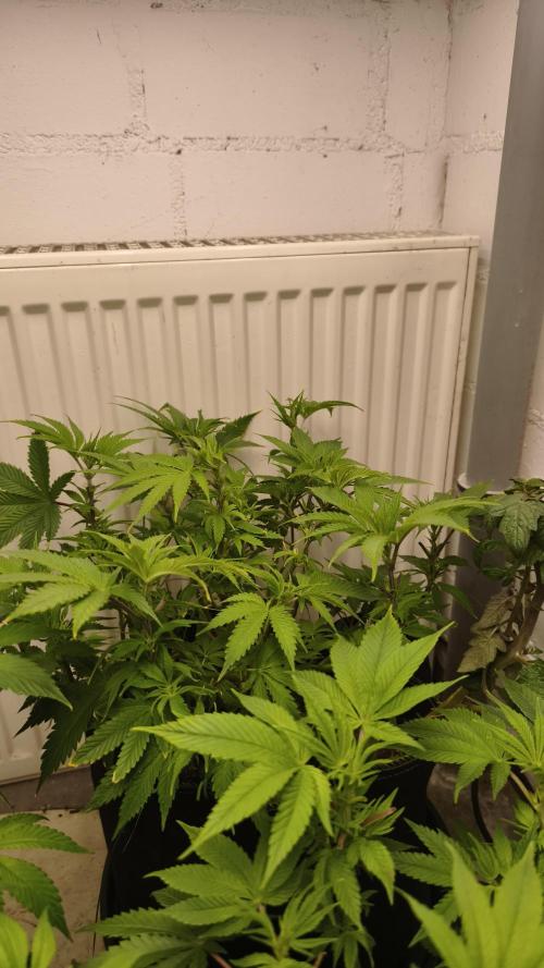 2026 1. Grow. Week 11