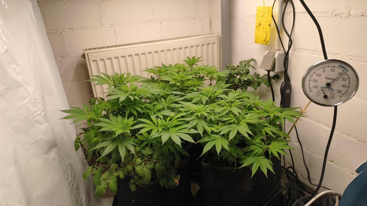 2026 1. Grow. Week 12