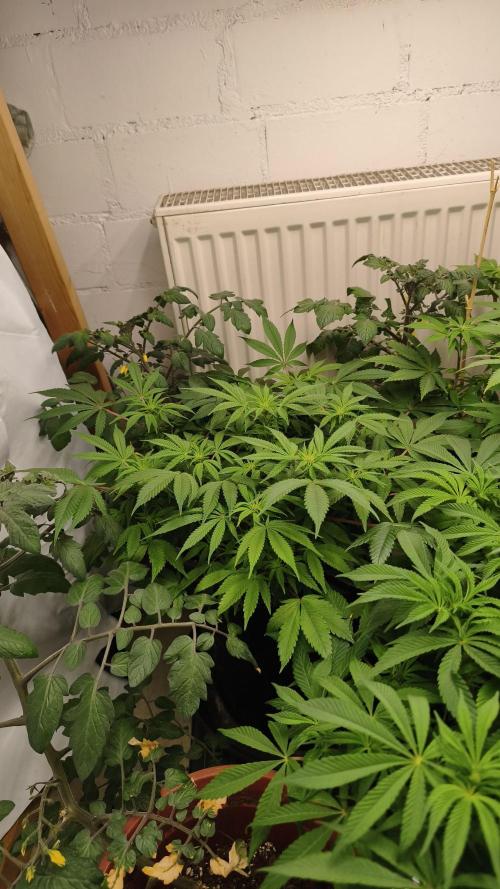 2026 1. Grow. Week 13