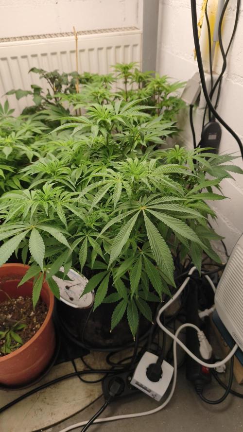2026 1. Grow. Week 13