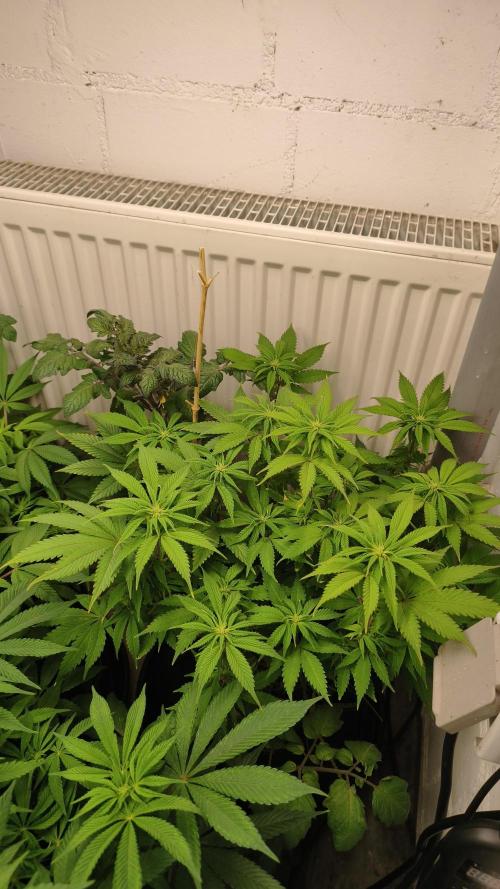2026 1. Grow. Week 13
