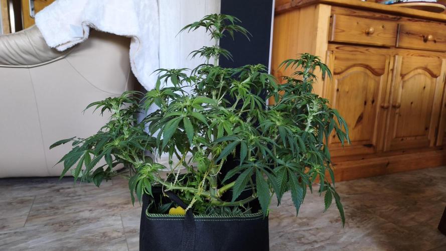 2026 1. Grow. Week 13