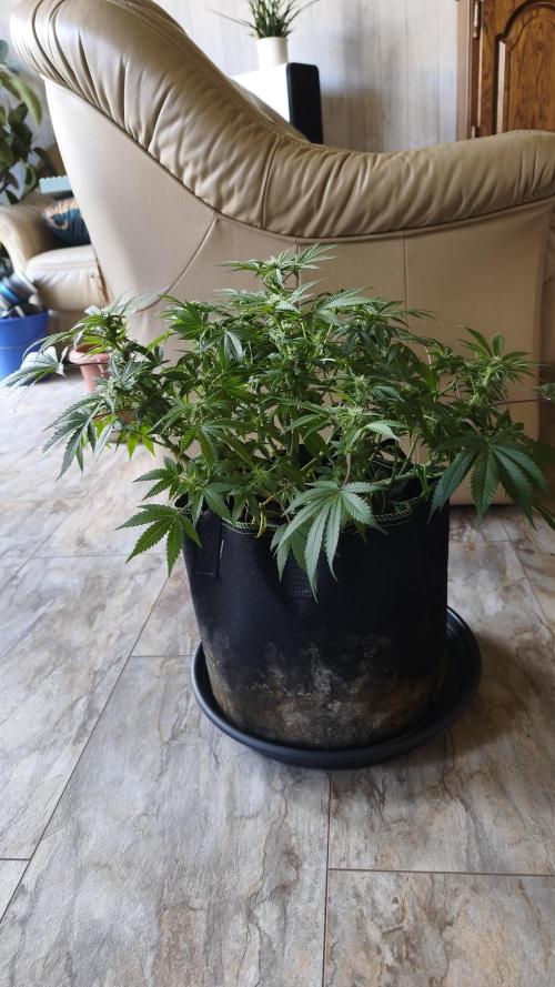 2026 1. Grow. Week 13