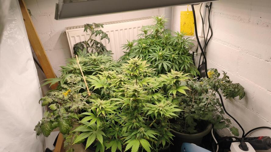 2026 1. Grow. Week 15