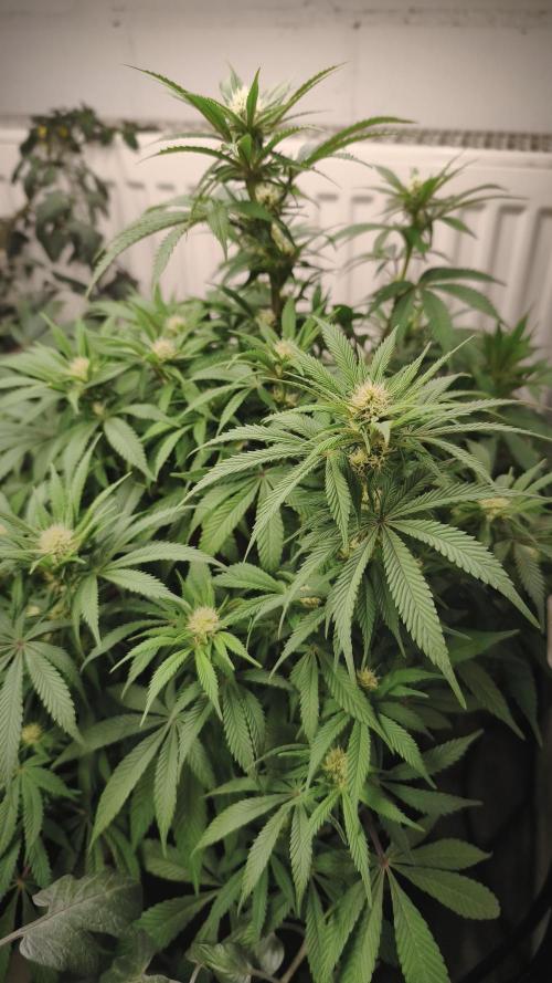 2026 1. Grow. Week 15