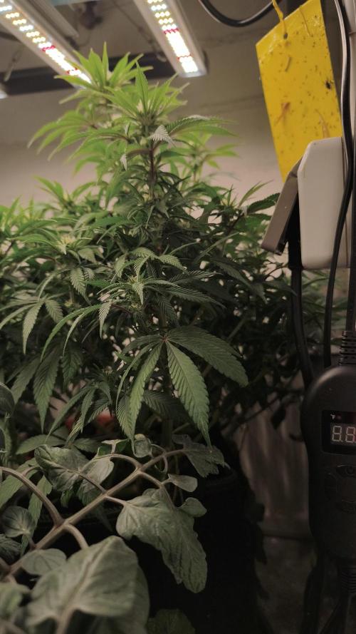 2026 1. Grow. Week 15