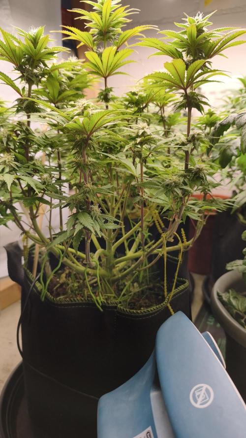 2026 1. Grow. Week 15