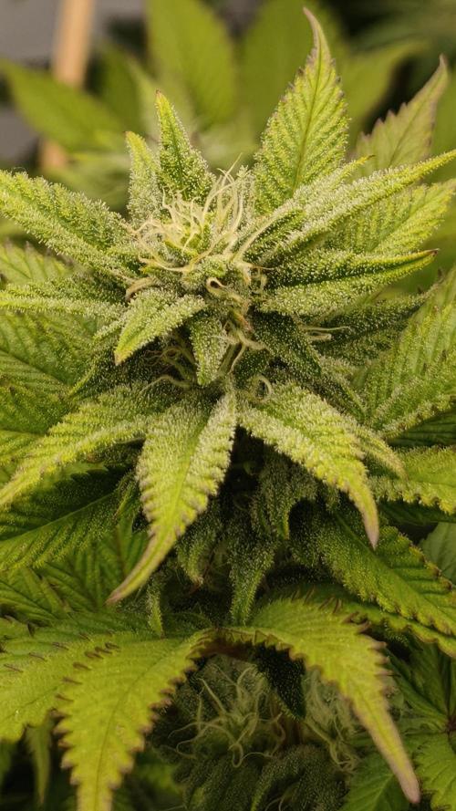 2026 1. Grow. Week 15
