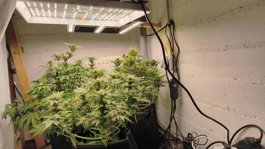 2026 1. Grow. Week 15