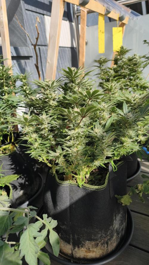 2026 1. Grow. Week 16