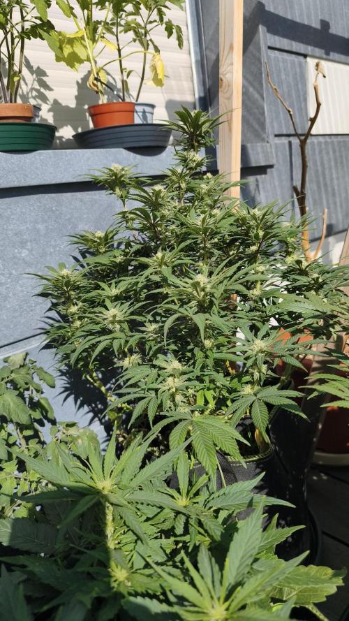 2026 1. Grow. Week 16