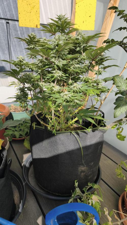 2026 1. Grow. Week 16