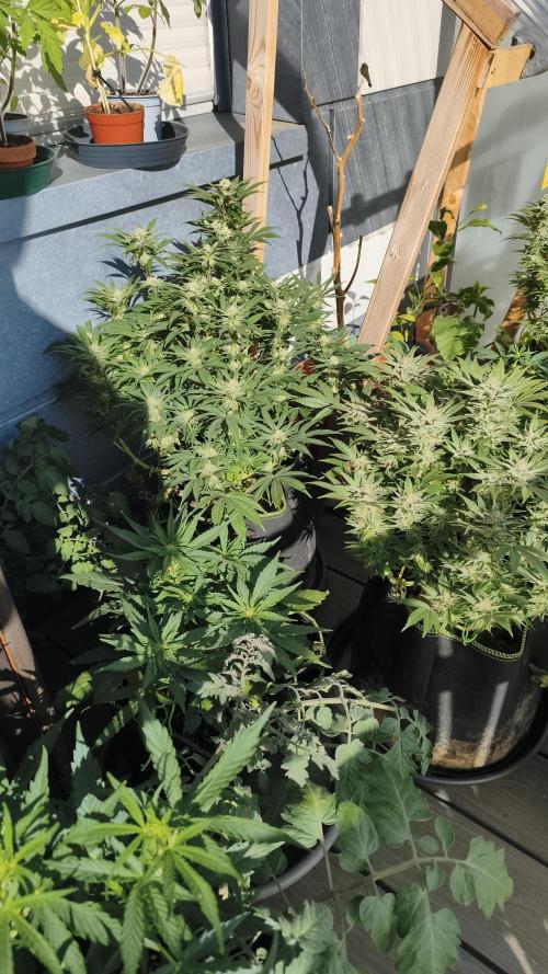 2026 1. Grow. Week 16