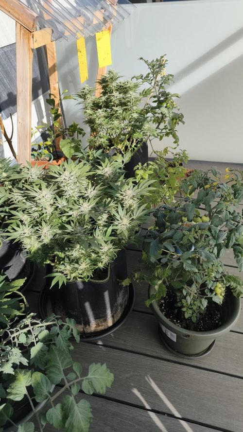 2026 1. Grow. Week 16