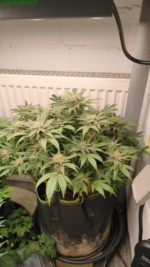 2026 1. Grow. Week 17
