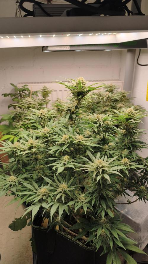 2026 1. Grow. Week 17