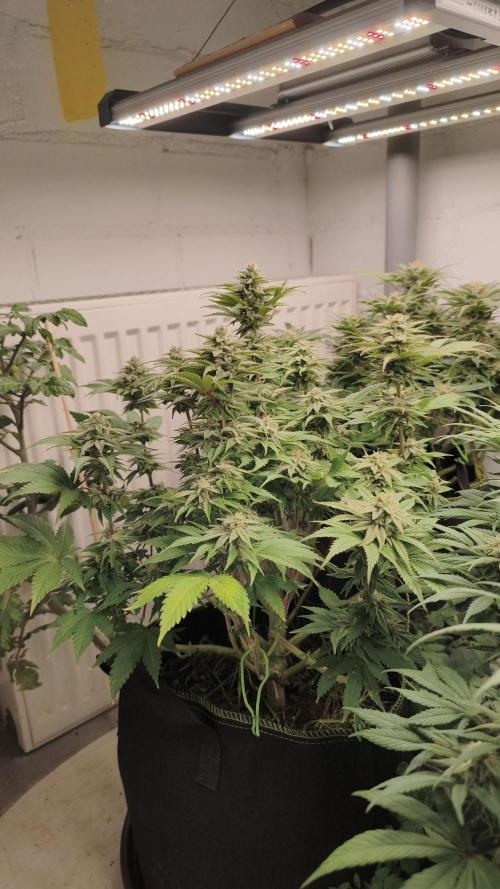 2026 1. Grow. Week 17