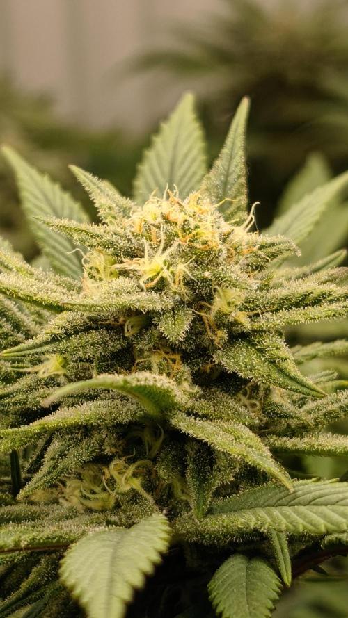 2026 1. Grow. Week 17