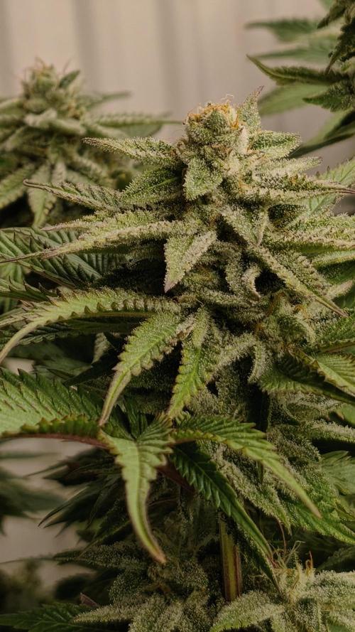 2026 1. Grow. Week 17