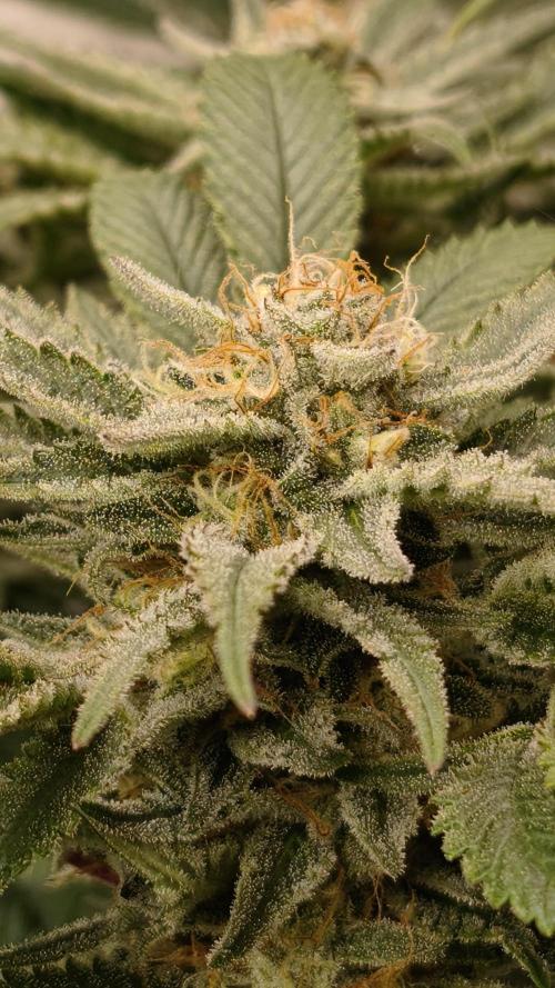 2026 1. Grow. Week 17