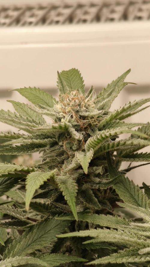 2026 1. Grow. Week 17