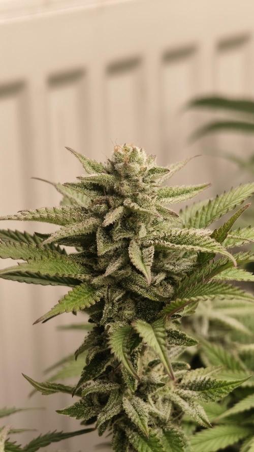 2026 1. Grow. Week 17