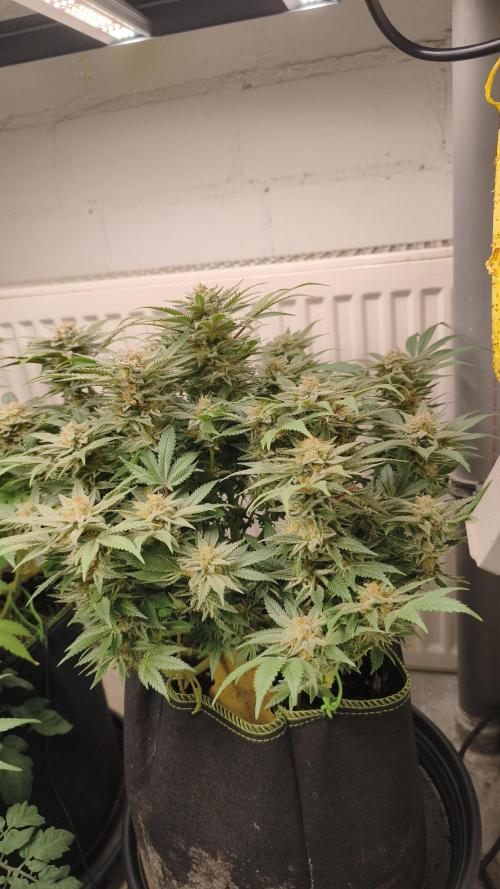 2026 1. Grow. Week 18 - Jamaican Pearl