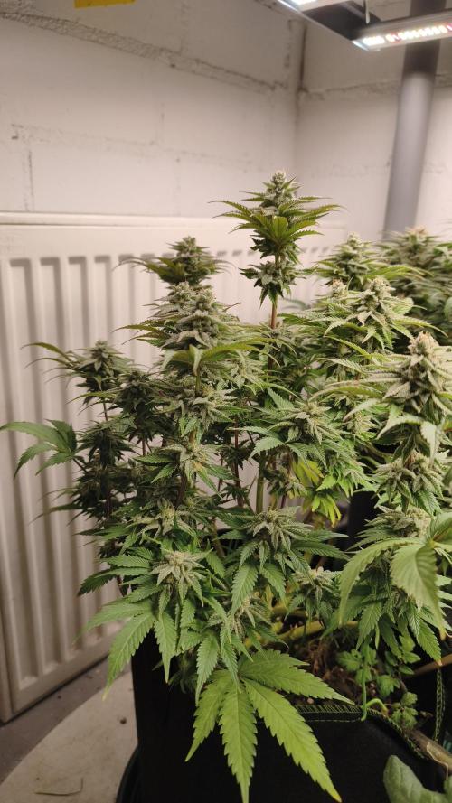 2026 1. Grow. Week 18 - La Kush Cake