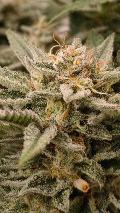 2026 1. Grow. Week 18 - Jamaican Pearl