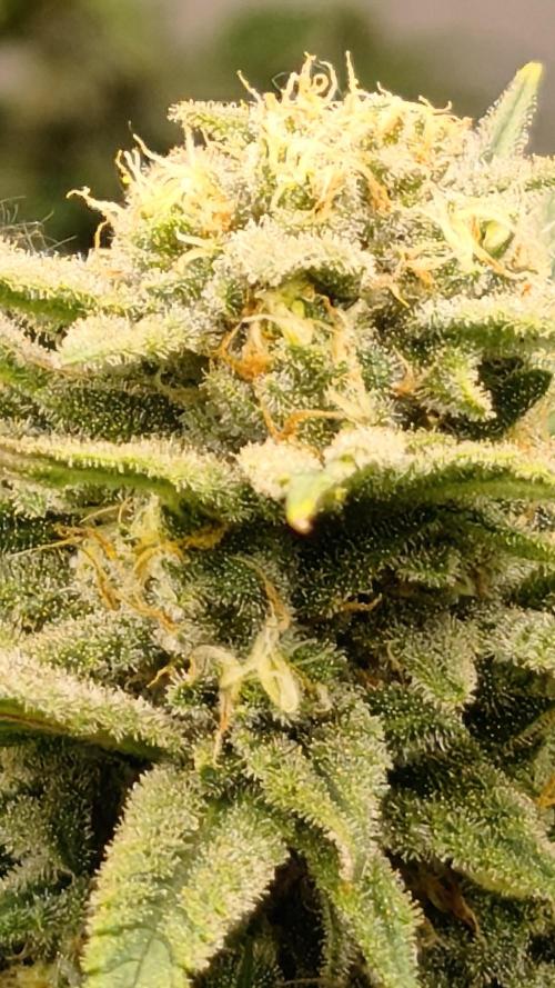 2026 1. Grow. Week 18 - Orange Bud