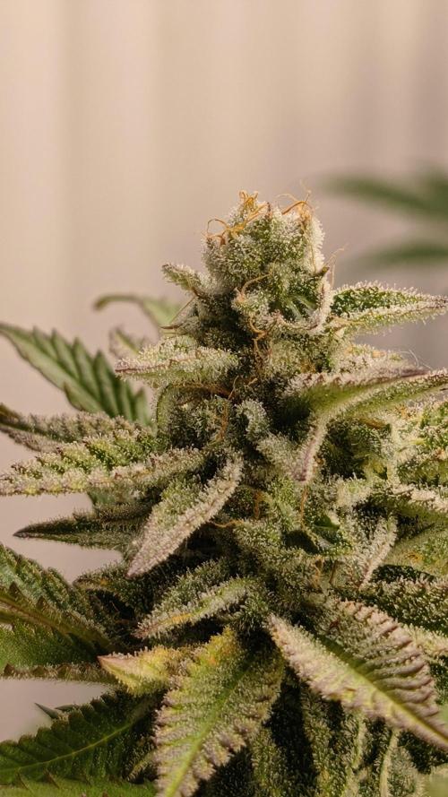 2026 1. Grow. Week 18 - Jamaican Pearl